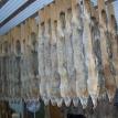 coyotes hung to dry